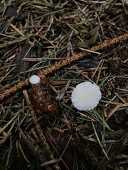 Strobilurus occidentalis