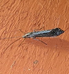 Glyphopsyche irrorata
