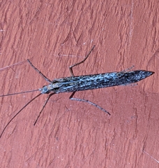 Glyphopsyche irrorata