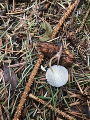 Strobilurus occidentalis