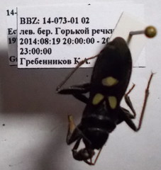 Ectomocoris caucasicus