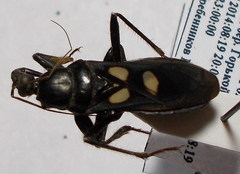 Ectomocoris caucasicus