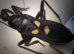 Ectomocoris caucasicus