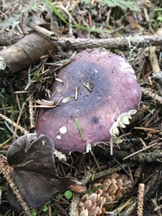 Russula murrillii