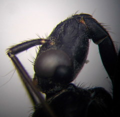 Ectomocoris caucasicus