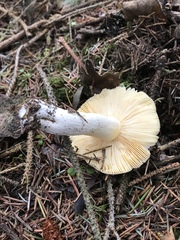 Russula murrillii