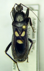 Ectomocoris caucasicus
