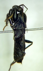 Ectomocoris caucasicus