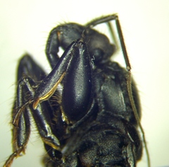 Ectomocoris caucasicus