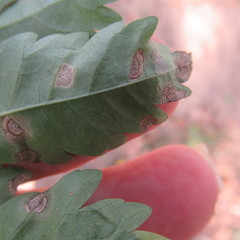 Cercospora