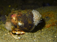 Cuthona nana