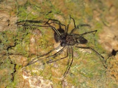 Spartaeus spinimanus