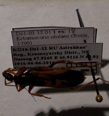 Ectomocoris ululans