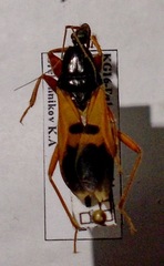 Ectomocoris ululans