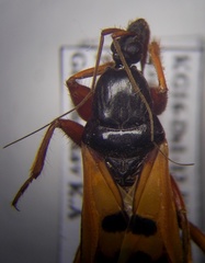 Ectomocoris ululans