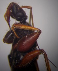 Ectomocoris ululans