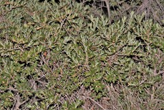 Quercus striatula