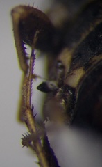 Emblethis brachynotus