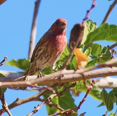 Haemorhous mexicanus