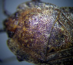 Emblethis ciliatus