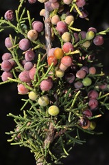 Juniperus coahuilensis