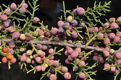 Juniperus coahuilensis