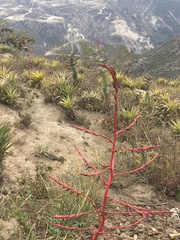 Tillandsia secunda
