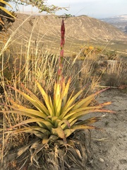 Tillandsia secunda