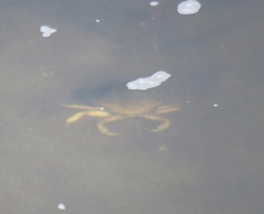 Metacarcinus magister