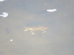 Metacarcinus magister