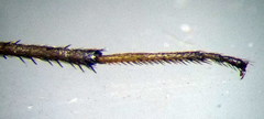 Emblethis ciliatus