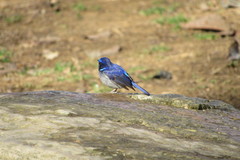 Niltava macgrigoriae