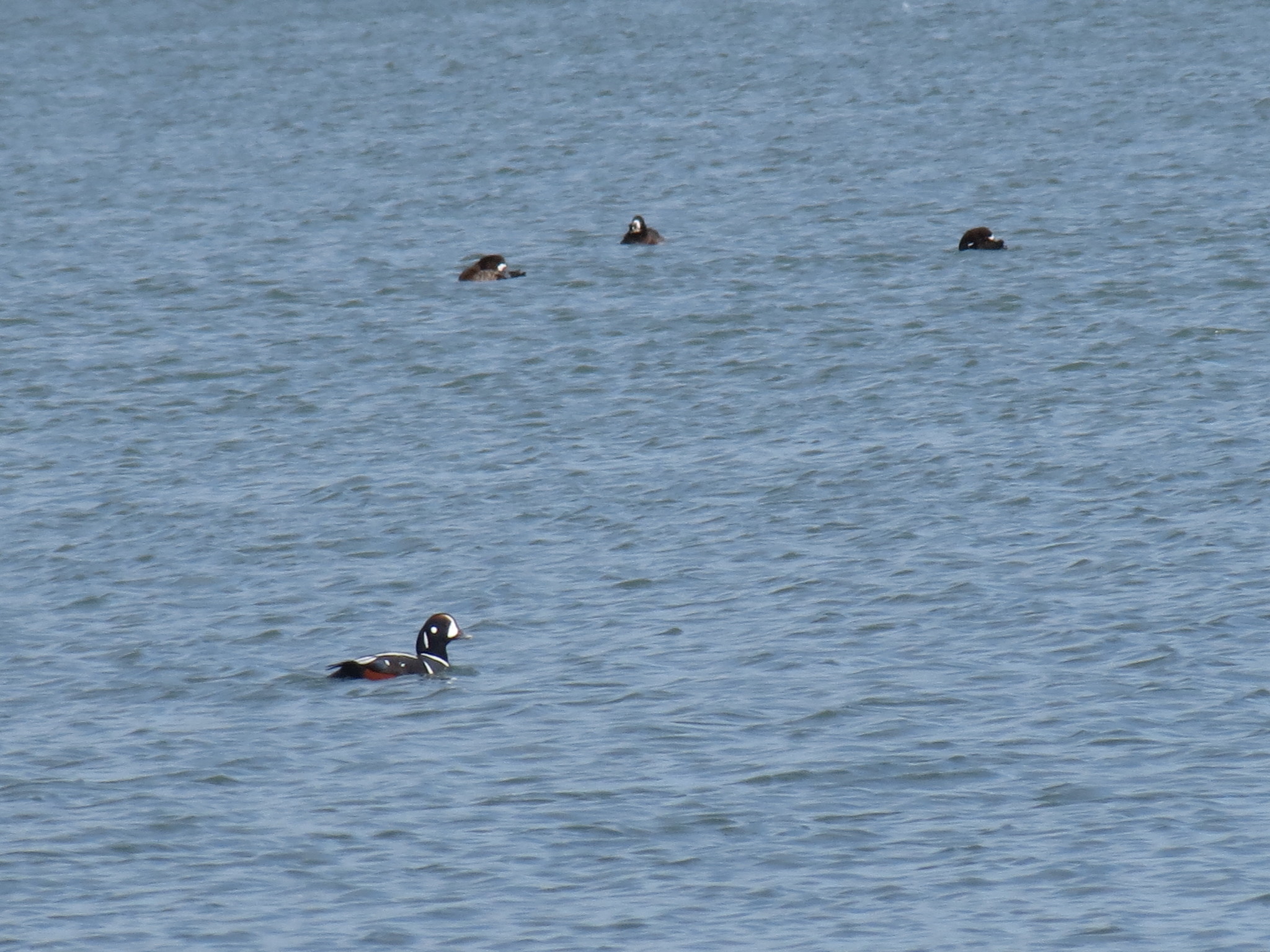 Harlequin Duck