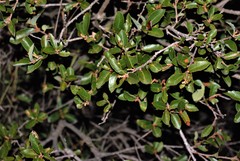 Quercus striatula