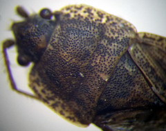 Emblethis ciliatus