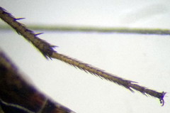 Emblethis ciliatus
