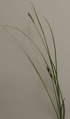 Carex colensoi