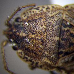 Emblethis ciliatus