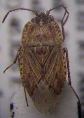 Emblethis ciliatus