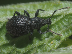 Otiorhynchus pinastri