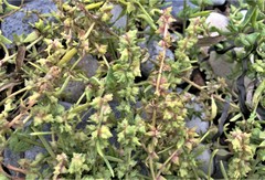Atriplex dioica
