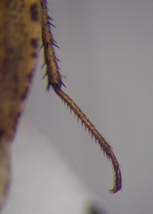 Emblethis ciliatus