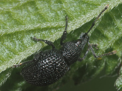 Otiorhynchus pinastri