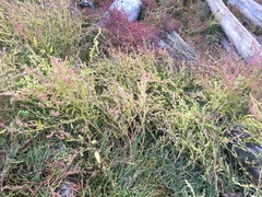 Atriplex dioica
