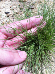 Fimbristylis vahlii
