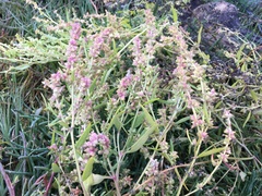 Atriplex dioica