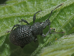 Otiorhynchus pinastri
