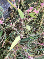 Atriplex dioica