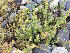 Atriplex dioica