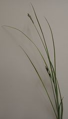 Carex colensoi